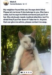 Found/Stray Unknown Cat last seen Briggsmore , Modesto, CA 95350