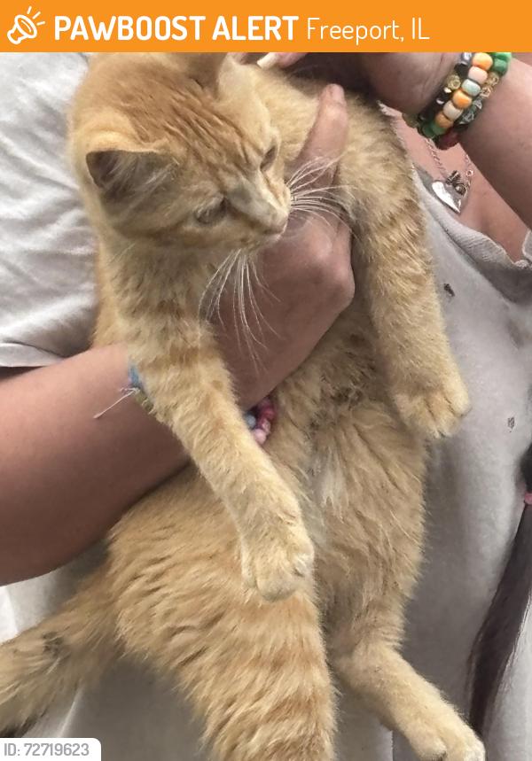 Found/Stray Male Cat last seen Broadway st, Freeport, IL 61032