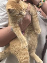 Found/Stray Male Cat last seen Broadway st, Freeport, IL 61032