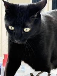 Lost Male Cat last seen Sunset/Fort Apache, Las Vegas, NV 89148