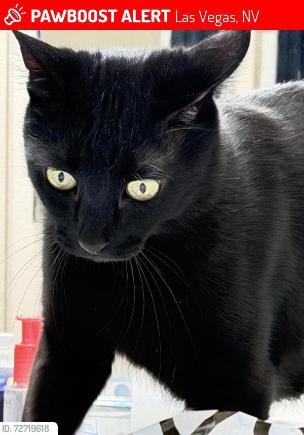 Lost Male Cat last seen Sunset/Fort Apache, Las Vegas, NV 89148