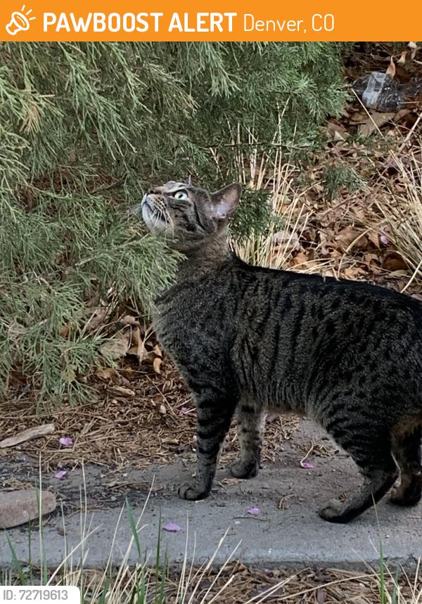 Found/Stray Unknown Cat last seen MLK and Kingston, Denver, CO 80238
