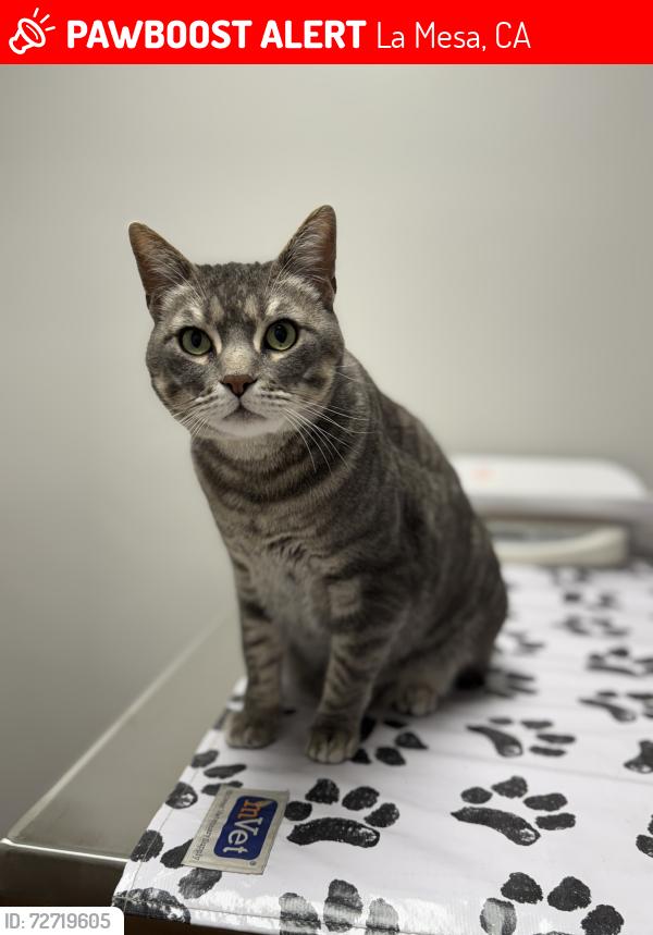Lost Male Cat last seen Wayfarer Dr. x Primrose Dr., La Mesa, CA 91942