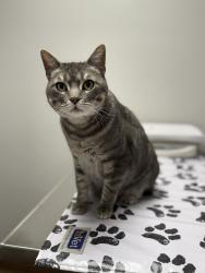 Lost Male Cat last seen Wayfarer Dr. x Primrose Dr., La Mesa, CA 91942