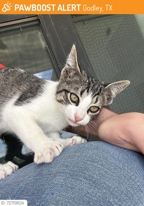 Found/Stray Female Cat last seen Serval Street, Godley, TX 76044