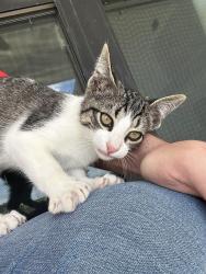 Found/Stray Female Cat last seen Serval Street, Godley, TX 76044