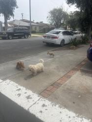 Found/Stray Unknown Dog last seen Gertrude Parton , Santa Ana, CA 92707