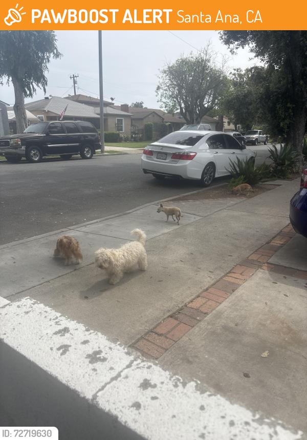 Found/Stray Unknown Dog last seen Gertrude Parton , Santa Ana, CA 92707