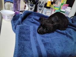 Found/Stray Female Dog last seen 18th street , Union Gap, WA 98903