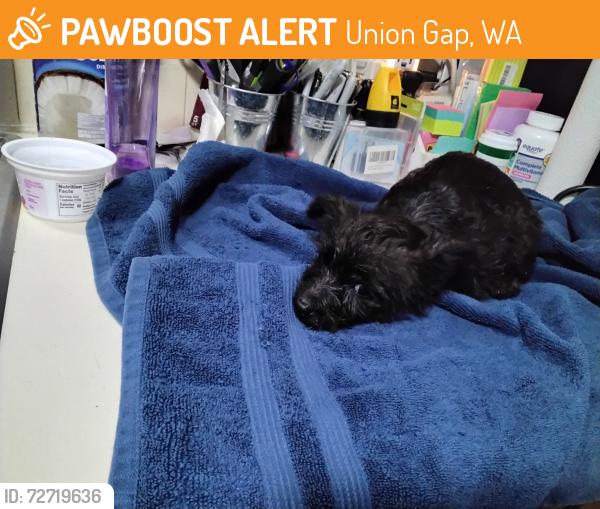 Found/Stray Female Dog last seen 18th street , Union Gap, WA 98903