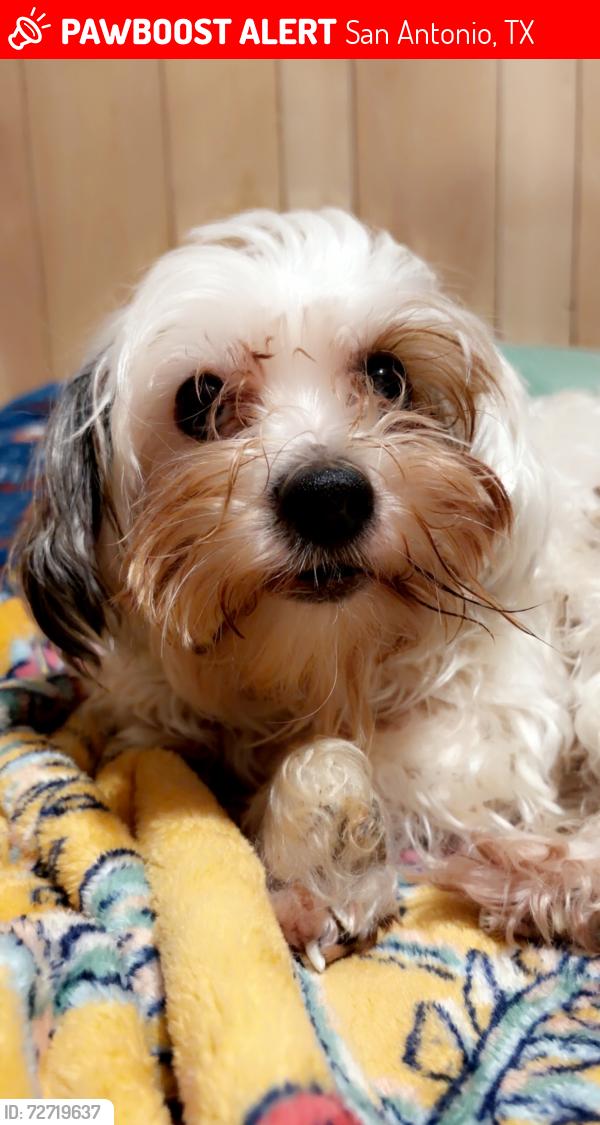 Lost Male Dog last seen Near East SouthCross, San Antonio, TX 78214