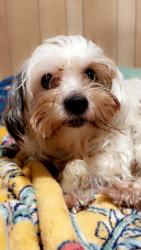 Lost Male Dog last seen Near East SouthCross, San Antonio, TX 78214