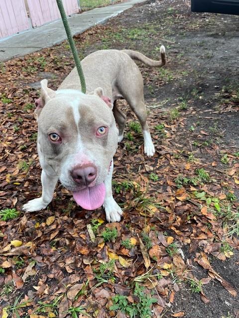 Shelter Stray Male Dog last seen Near BLOCK W 7TH AVE, Doral, FL 33122