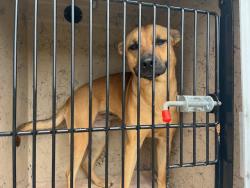 Shelter Stray Female Dog last seen Near BLOCK BIVENS HILL RD, Murfreesboro, TN 37129