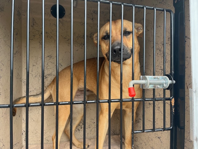 Shelter Stray Female Dog last seen Near BLOCK BIVENS HILL RD, Murfreesboro, TN 37129