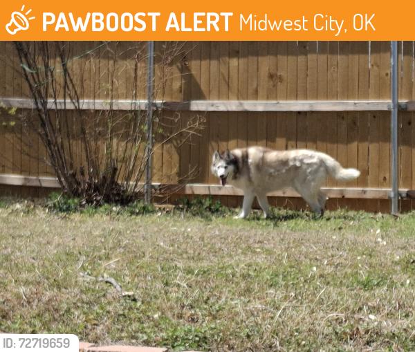 Found/Stray Male Dog last seen SE 15th St and Post Rd, Midwest City, OK 73130