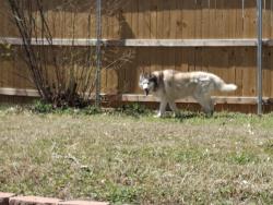 Found/Stray Male Dog last seen SE 15th St and Post Rd, Midwest City, OK 73130