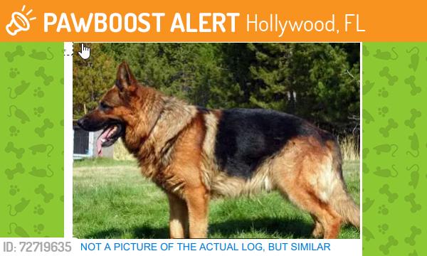 Found/Stray Unknown Dog last seen ON Thomas Street, east of 46th Avenue, walk along south side of road., Hollywood, FL 33021
