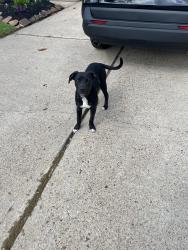 Found/Stray Unknown Dog last seen Sterling Hollow dr near Fry and 529, Katy, TX 77449