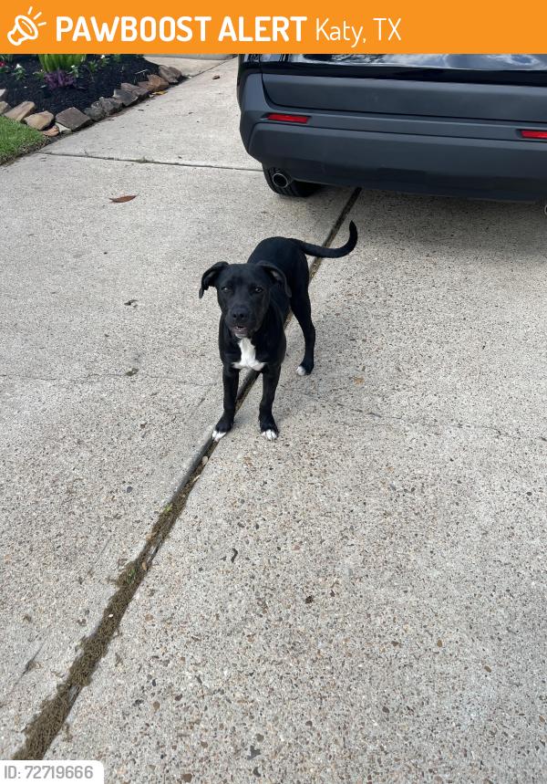 Found/Stray Unknown Dog last seen Sterling Hollow dr near Fry and 529, Katy, TX 77449