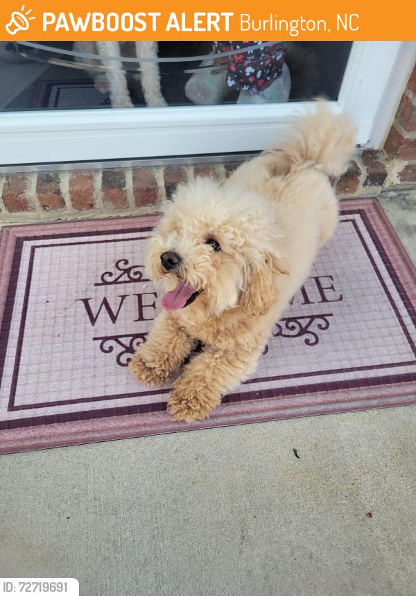 Found/Stray Male Dog last seen Plains Dr., Burlington, NC 27217