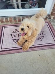 Found/Stray Male Dog last seen Plains Dr., Burlington, NC 27217