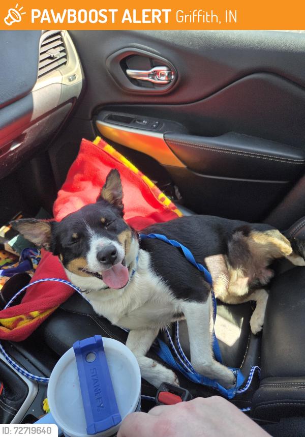 Found/Stray Male Dog last seen Colfax and elm, Griffith, IN 46319
