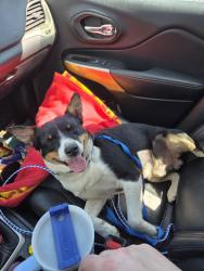 Found/Stray Male Dog last seen Colfax and elm, Griffith, IN 46319