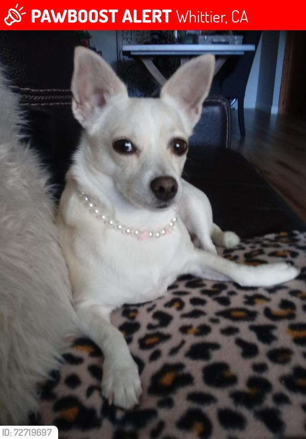 Lost Female Dog last seen Whittier bl Whittier CA, Whittier, CA 90602