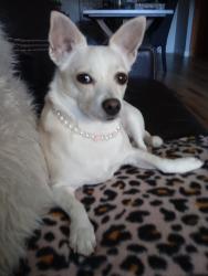 Lost Female Dog last seen Whittier bl Whittier CA, Whittier, CA 90602