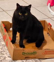 Lost Female Cat last seen Constitution and Meadowbrook Pkwy, Colorado Springs, CO 80951