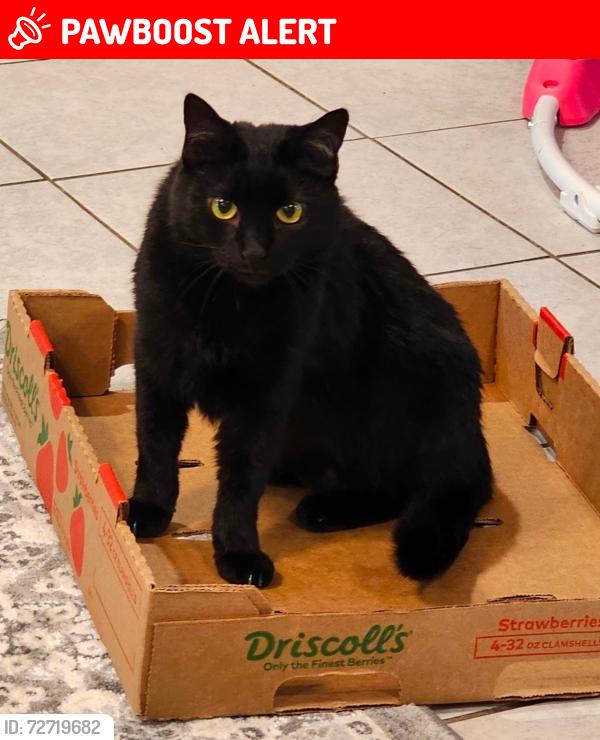 Lost Female Cat last seen Constitution and Meadowbrook Pkwy, Colorado Springs, CO 80951