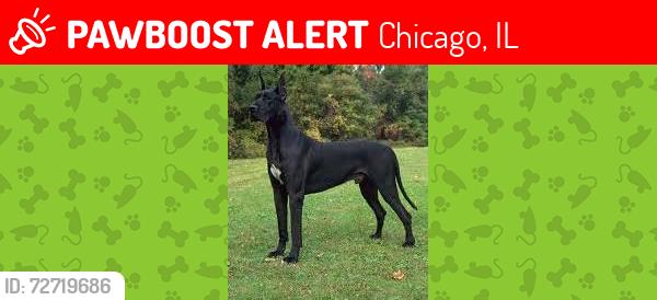 Lost Male Dog last seen Lincoln park zoo, Chicago, IL 60614