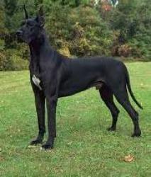 Lost Male Dog last seen Lincoln park zoo, Chicago, IL 60614