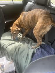Found/Stray Female Dog last seen Closer to area around Swain Rd & Hardeman Creek, Jackson County, GA 30530