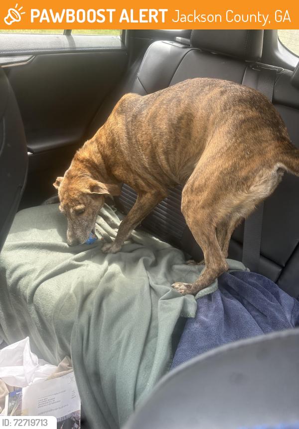 Found/Stray Female Dog last seen Closer to area around Swain Rd & Hardeman Creek, Jackson County, GA 30530