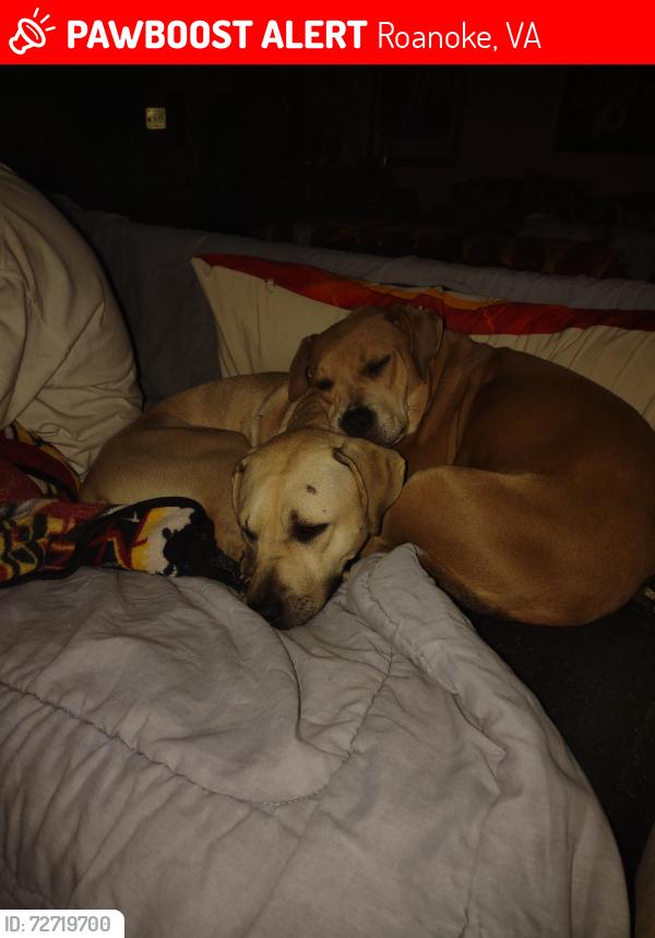 Lost Female Dog last seen Calvary road, Roanoke, VA 24017