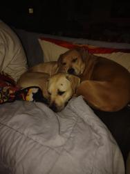 Lost Female Dog last seen Calvary road, Roanoke, VA 24017