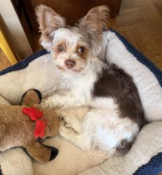 Found/Stray Male Dog last seen 56th and S Rockford Place, Tulsa, OK 74105