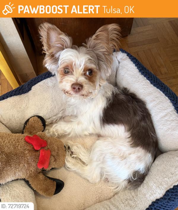 Found/Stray Male Dog last seen 56th and S Rockford Place, Tulsa, OK 74105