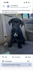 Lost Female Dog last seen Jimmer cove , San Antonio, TX 78221