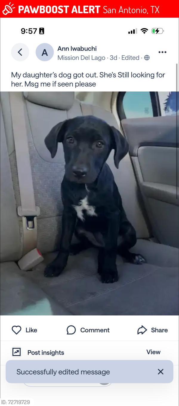 Lost Female Dog last seen Jimmer cove , San Antonio, TX 78221