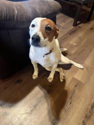 Found/Stray Female Dog last seen Lake Elsinore , Lake Elsinore, CA 92530