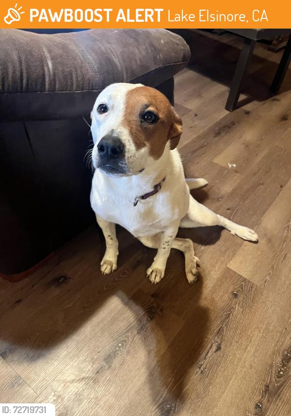 Found/Stray Female Dog last seen Lake Elsinore , Lake Elsinore, CA 92530