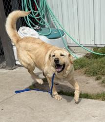 Shelter Stray Female Dog last seen Cove City, NC 28523, New Bern, NC 28562