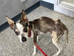 Shelter Stray Male Dog last seen James City, NC 28562, New Bern, NC 28562
