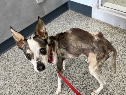 Shelter Stray Male Dog last seen James City, NC 28562, New Bern, NC 28562