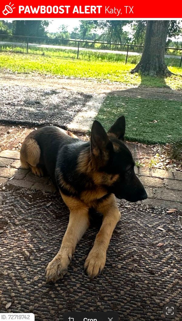 Lost Male Dog last seen Clay Rd and Katy Hockley Rd Katy tx , Katy, TX 77493