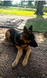 Lost Male Dog last seen Clay Rd and Katy Hockley Rd Katy tx , Katy, TX 77493