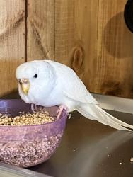 Found/Stray Female Bird last seen Dorchester primary school, Worcester Park, England 